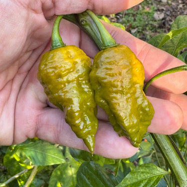 Death Spiral Mustard - Seeds - The Pepper Pantry (Formerly Marie Sharp's)